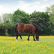 Proud horse stands surrounded by a field of buttercups.