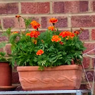 garden pots and boxes filled with immature plants