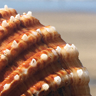 brown sea shell held up in front of sea