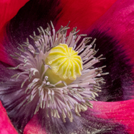 Bright pink poppies with green stems and leaves, in front of a grey stone wall