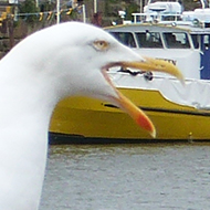 View looking down the River Esk towards the swing bridge with the buildings on the North side of the river stacked up the hill, and in the foreground, a herring gull stands on a wall and calls noisily.