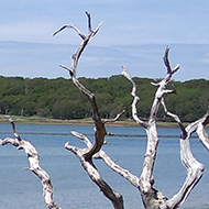 Two dead trees leaning on the ground with their branches standing out against the blue of the sea and sky like sceletons