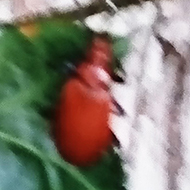 I spied a beautiful bright red beetle on some ivy above our log pile. To my surprise it is called a Common Cardinal Beetle which i had never seen before, so not so common i guess!