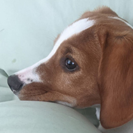 Puppy curled up looking cute.