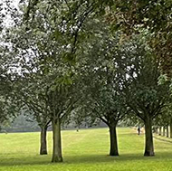 Path lined by trees through a park