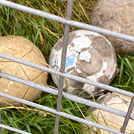 Four scruffy footballs lying in a clearing. They look like giant eggs in a nest.