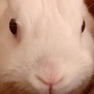 A white rabbit looks out of a copper coloured bin