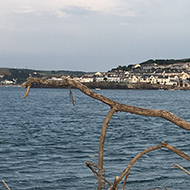 Big twig on rocks with the beach in the background.