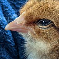 A young chicken with beige and brown speckled feathers, nestling on a blue chequered dressing gown