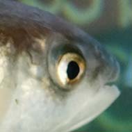 fish swimming in a tank