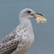 2young seagulls sitting on a Bognor Regis seawall, one with a big peace of a sandwich in its peak