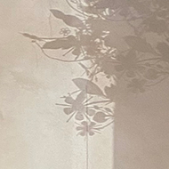 Shadows and light from trees playing across a freshly-plastered wall