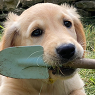 A golden retriever puppy holding the handle of a trowel in his mouth