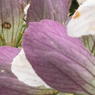 A spray of purple flowers, arranged in a spiral as they travel up their main stem