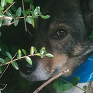 Pauly's face and front paws are poking out of his den in the shrubbery