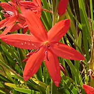 An explosion of red suddenly burst into bloom in our new garden. They are a type of African lilies which have given us a beautiful show all through August and are still going.