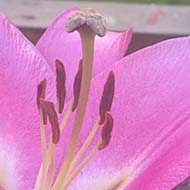 purple lily in bloom