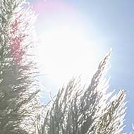 Photo of ornamental grass backlit by the sun and sky.