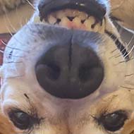 A dog lying upside down on a red patterned rug. The dog is looking straight at the camera.