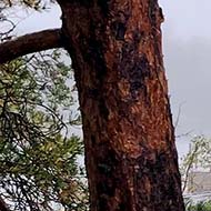 Bendy pine tree and some rocks in a foggy weather.