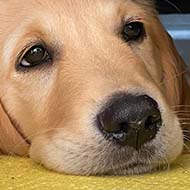 Golden retriever puppy peering out from under a sofa