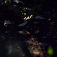 White rose petals resting on the sun-dappled earth.