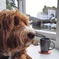 A cockapoo pup staring out of a window towards the sea. A cup of coffee is in the background.