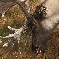 A wild reindeer, grazing in the Cairngorms