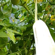 This picture is of a long thin pale green fruit hanging off the plant