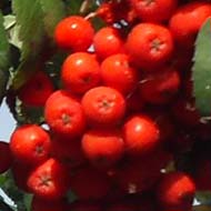 Ripe red rowan berries on branches