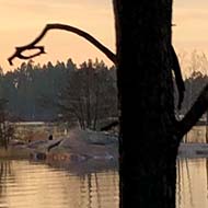 Sun rising in the horizon of a bay seen through the trees.