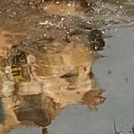 A golden retriever puppy jumping across a puddle, with his reflection in the water