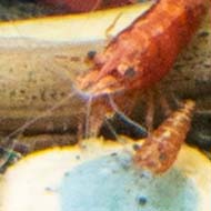Close-up of colourful fish in a tropical aquarium, including blue neon tetras, red Korean cherry shrimp, and a dark grey bristle-nosed catfish