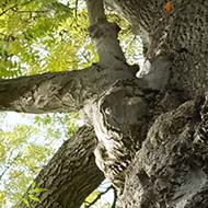 A gnarly old narrow-leaved ash looking grand in the early autumn light