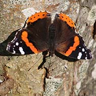A red admiral butterfly spreads its wings and soaks up the autumn sunshine, while resting on a crab apple tree.