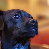 black puppy sitting on a sofa with a coffee on a table