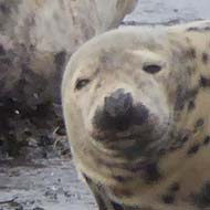 Group of grey seals resting on the Moray Firth coastline.