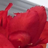 My ‘Giant Tropicana’ Canna flowered in late September, having been planted in August to my amazement, and i was gobsmacked when the first flowerhead appeared with twelve buds which produced a huge head of gorgeous scarlet blooms making a lovely feature in my conservatory.