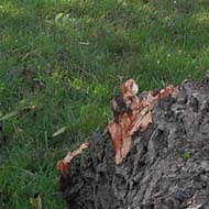 fallen trees after a storm