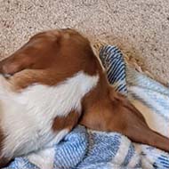 A sleeping puppy on a blanket.