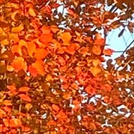 We see a tree glowing gold in the late afternoon autumn sun