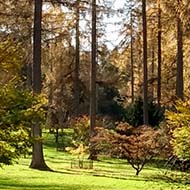 Trees with the last of their autumn leaves