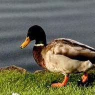 Ducks on an autumnal lake