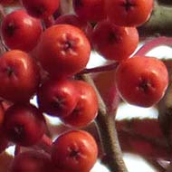 Mountain ash (Rowan) leaves and berries before the wind and the birds cleared the branches.