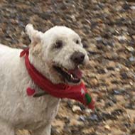 Three dogs on walberswick beach