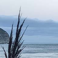 Sea, plants, sand, beach, cliff scenes