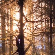 A stand of young pine trees in silhouette, backlit by bright yellow, late-afternoon December sunshine