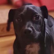 A black puppy sitting by a Christmas tree