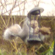 This picture shows a bird feeder with a squirrel wrapped around a fat ball feeder