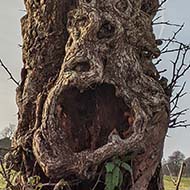 A tree with what looks like a screaming face in the trunk